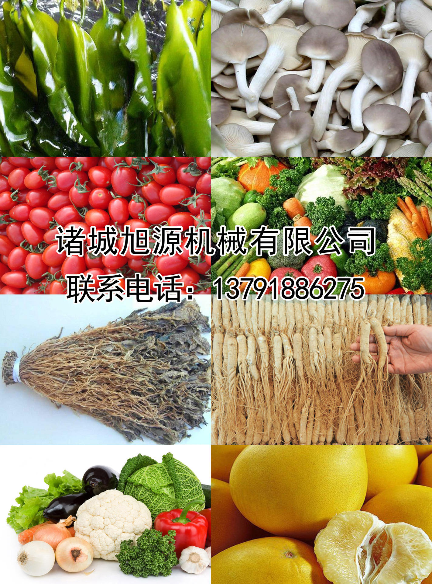 廠家直銷瓜果清洗機(jī) 果蔬清洗機(jī) 商用洗菜機(jī) 品質(zhì)蔬菜清洗機(jī)